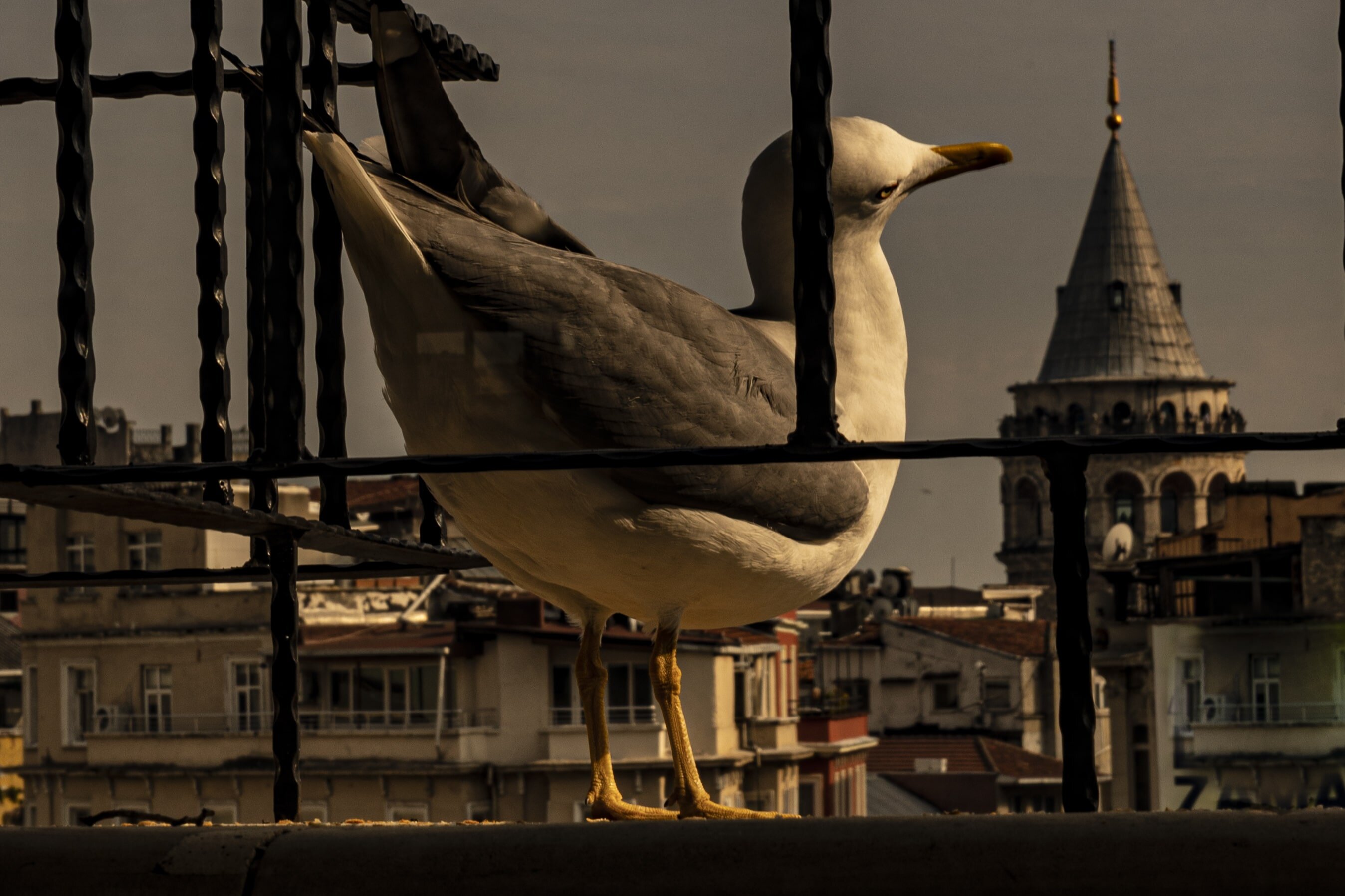 Galata M84 · 9