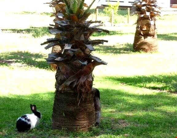 Nature Village Olympos