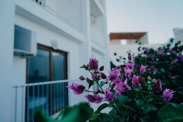 Rozetta Hotel
