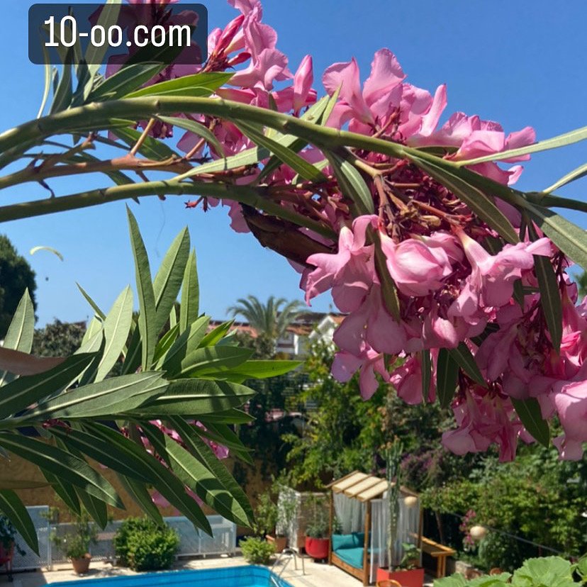On Oda Ölüdeniz Otel