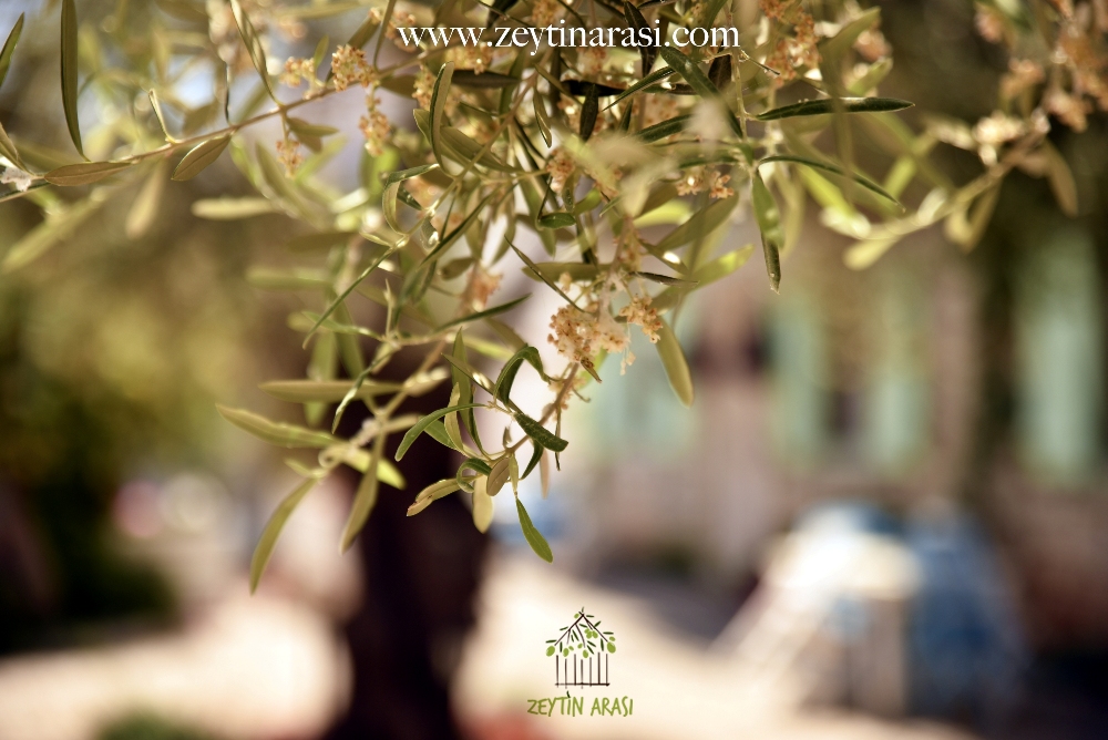 Zeytin Arası Apart Otel