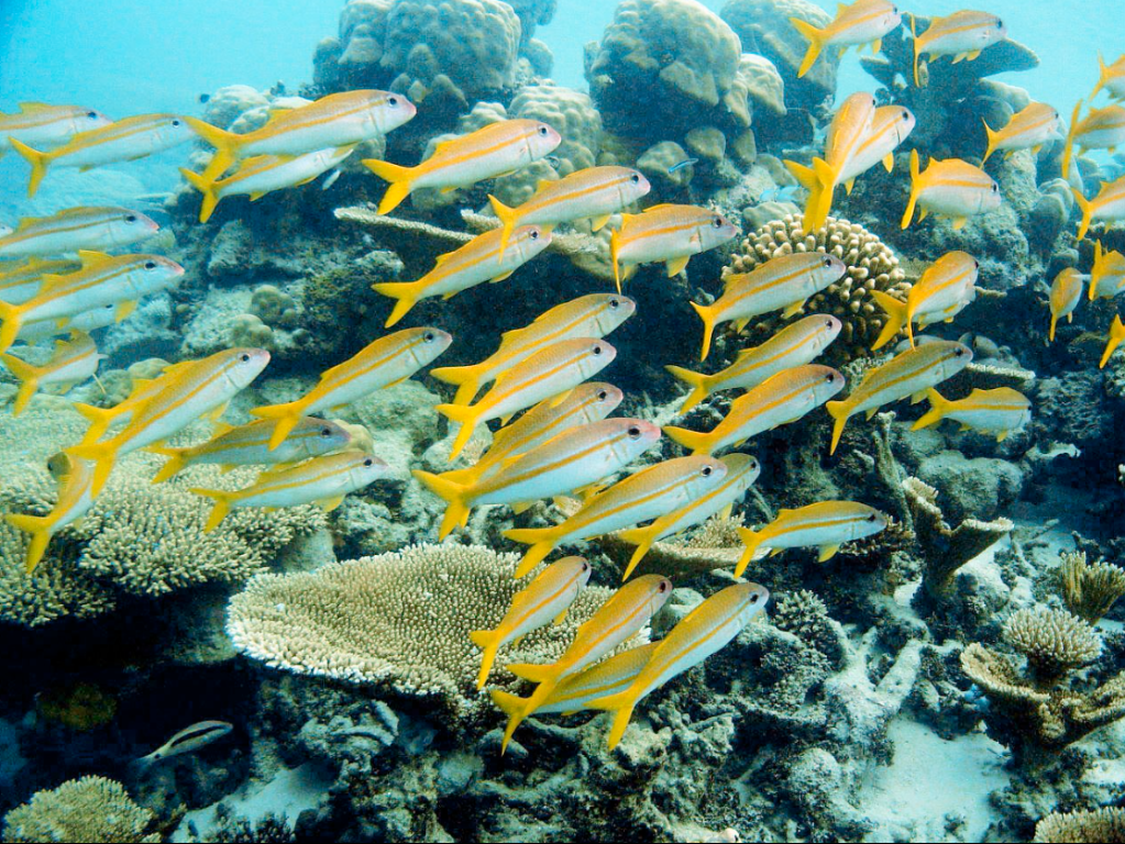 Robinson Maldives - Adults Only · 56