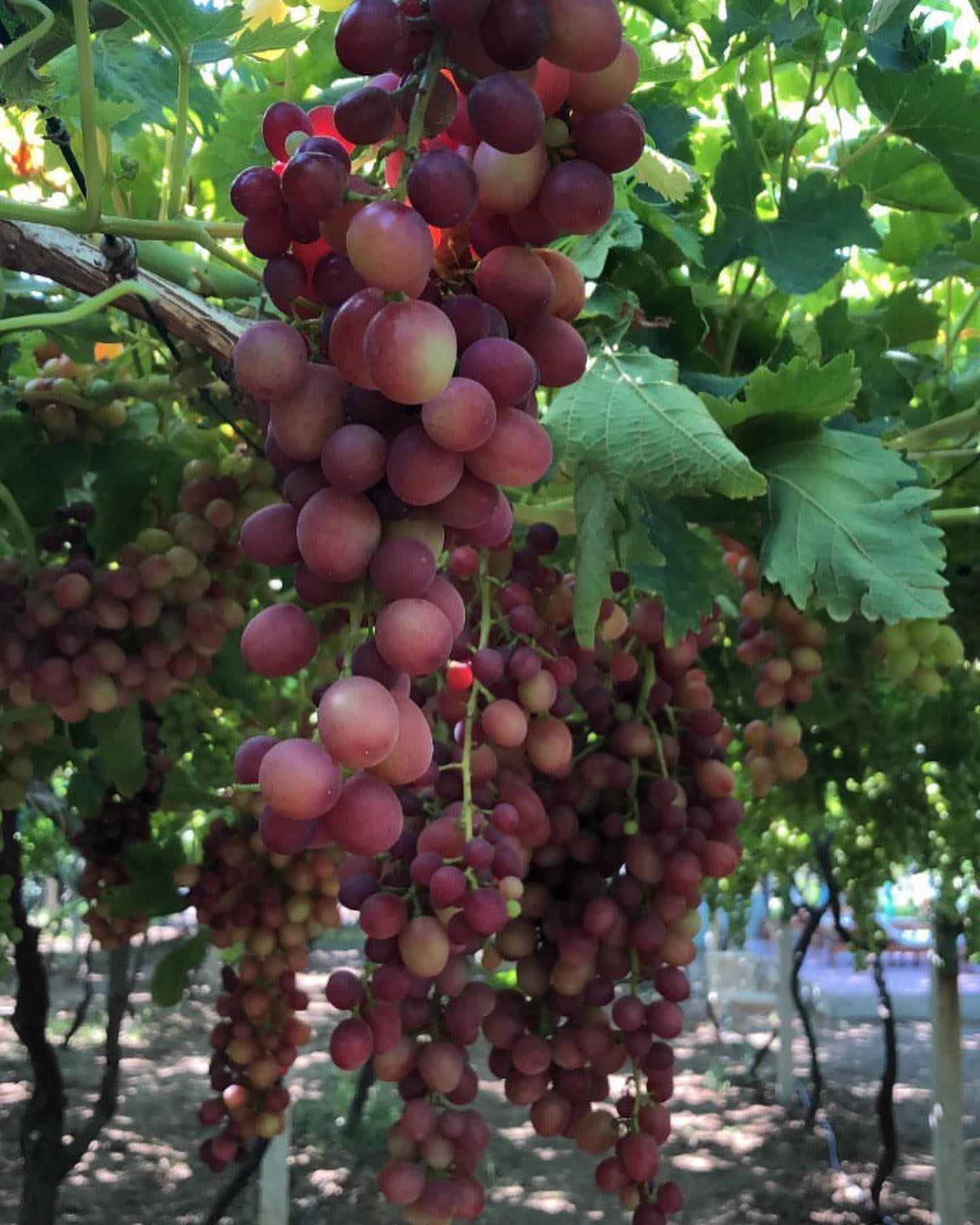Grape Datça
