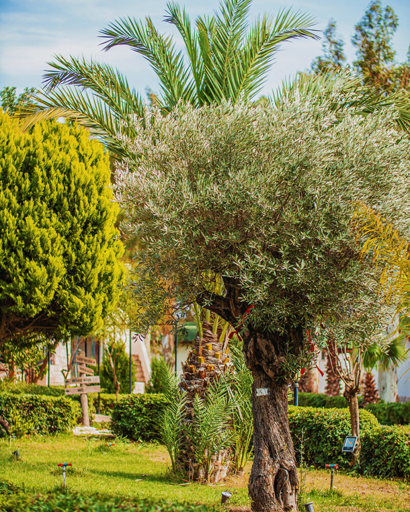 Dirik Surf & Beach Club Hotel Datça