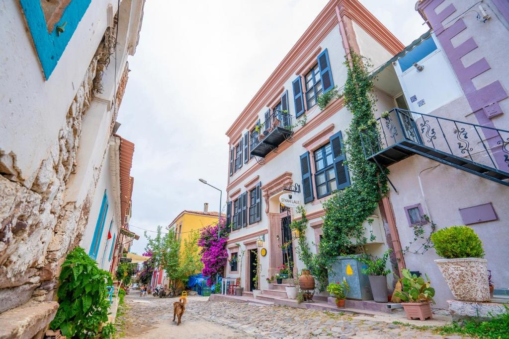 Siyah Lale Cunda 1841