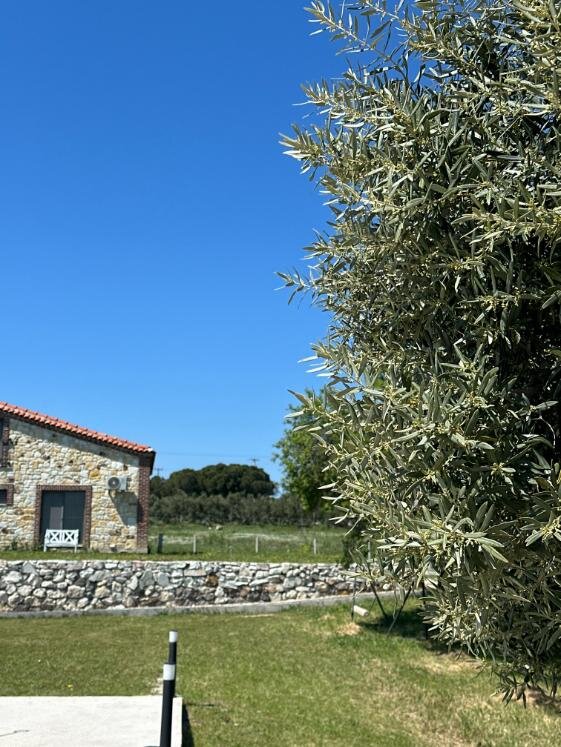 Zeytince Doğa Evi Foça galeri 3