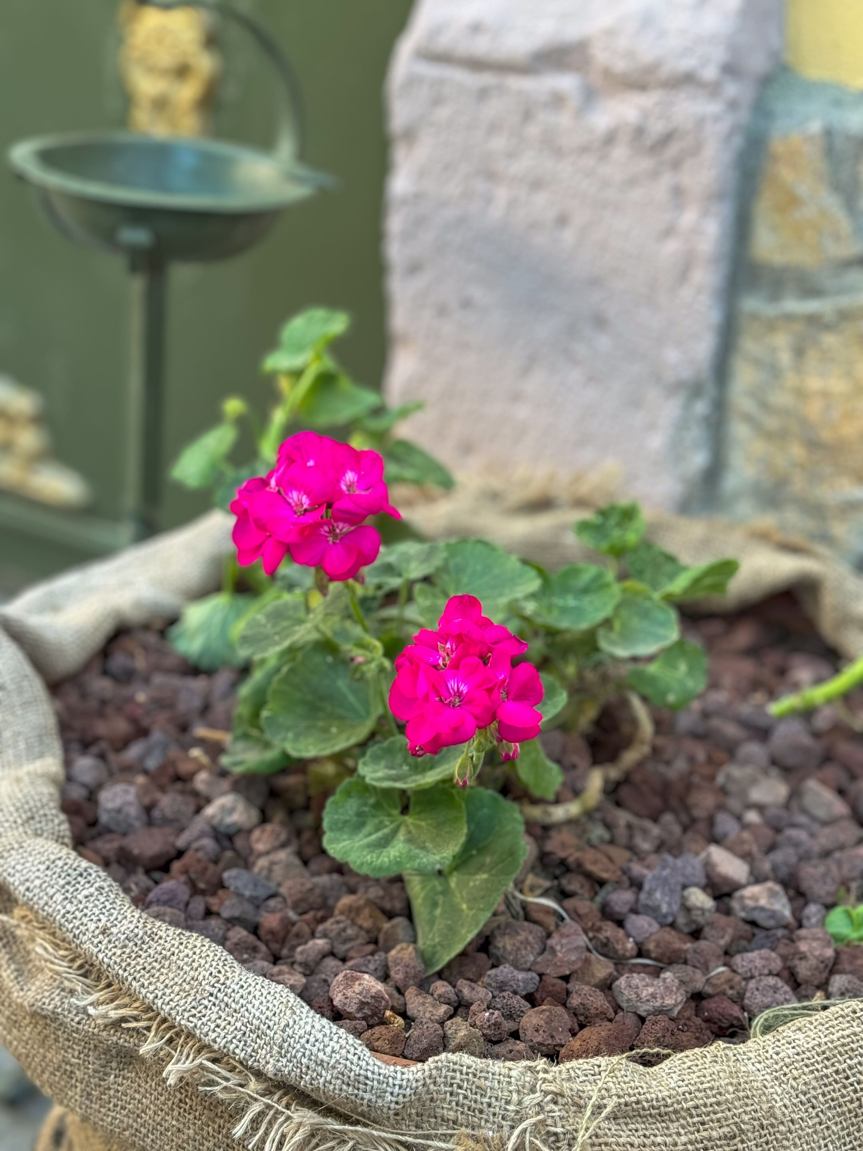 Olivia 1845 Guest House galeri 7