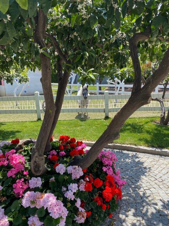 B Equine Range Hotel Narlıdere galeri 9