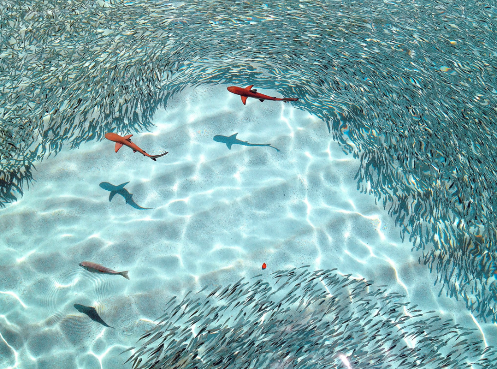 Robinson Maldives - Adults Only · 53