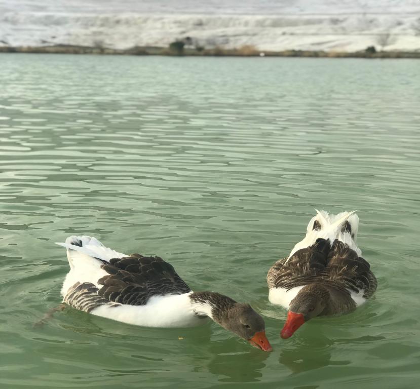 Siba Pamukkale Life