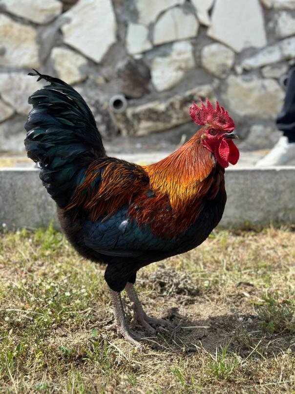 Zeytince Doğa Evi Foça galeri 10