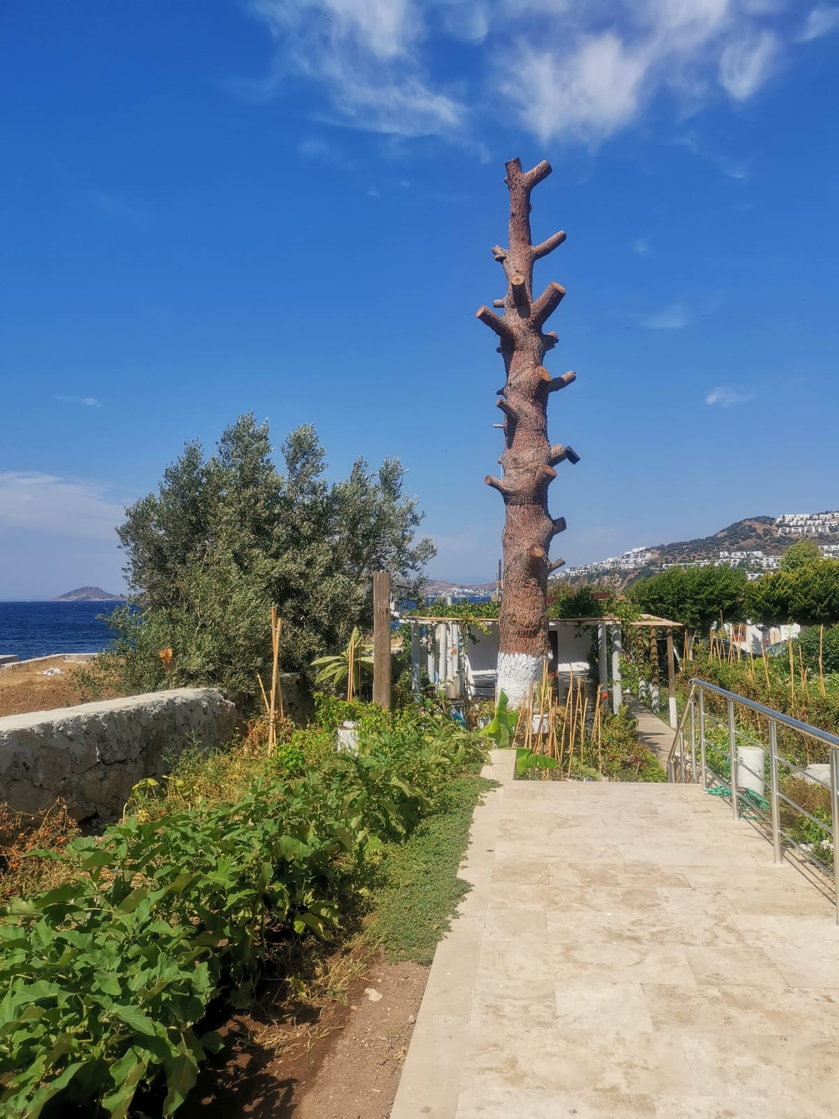 Koyunbaba Pansiyon Gümüşlük