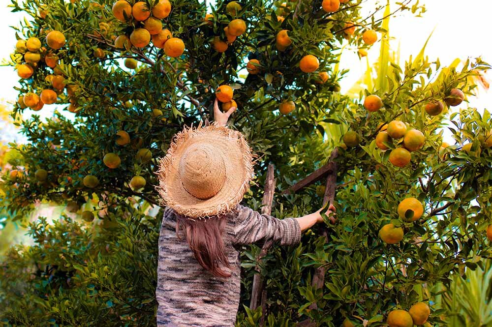 Likya’da Sonbahar Masalı: Portakal Hasadı, Kaplıcalar ve Şirince Turu İstanbul Bursa Çıkışlı 