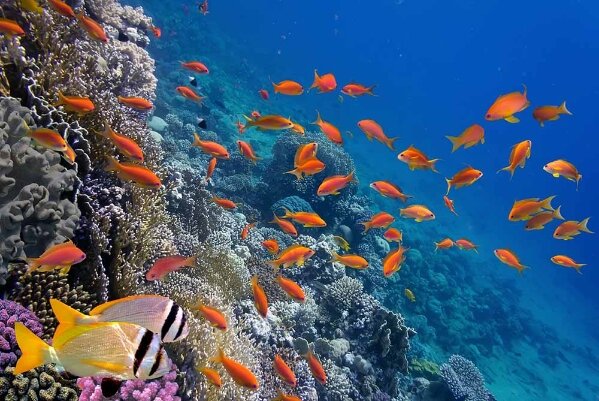 Sharm El Sheikh Turu Ajet Hava Yolları ile 3 Gece Promosyon