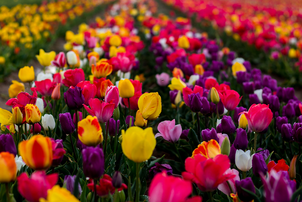 Hızlı Tren İle Konya Lale Bahçeleri Turu 1 Gece Otel Konaklamalı İstanbul Çıkışlı