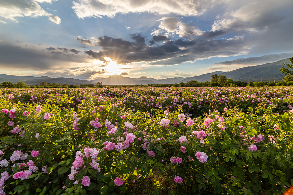 Isparta Gül Hasadı ve Salda Gölü Turu 1 Gece Konaklama İstanbul Çıkışlı 1 Mayıs Özel