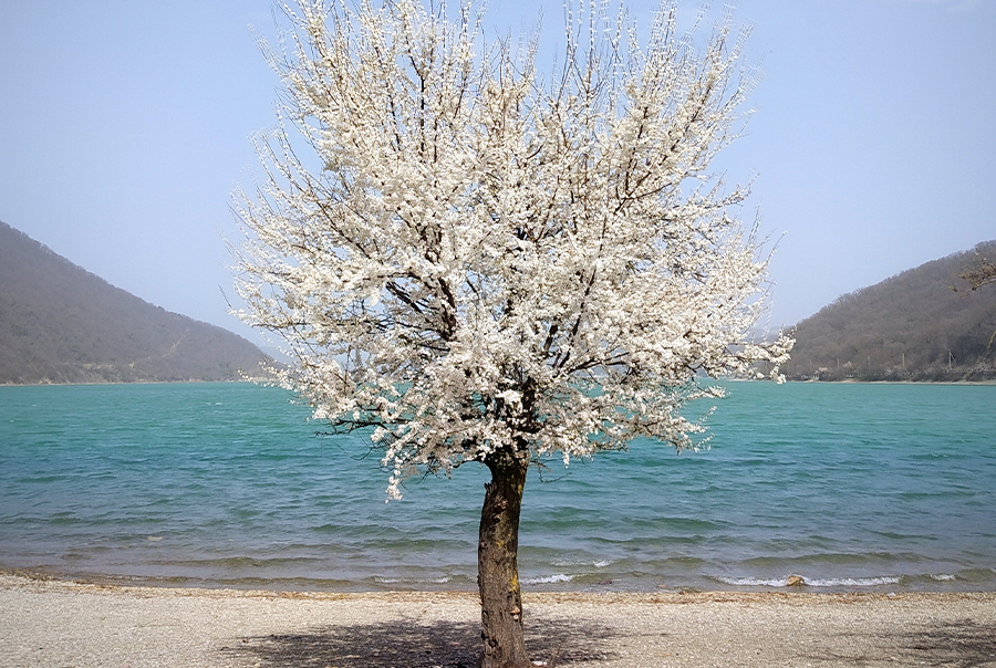 Datça Badem Çiçeği Festivali 2 Gece Konaklamalı Edirne Kırklareli Lüleburgaz Tekirdağ Çorlu Silivri Çıkışlı 2026