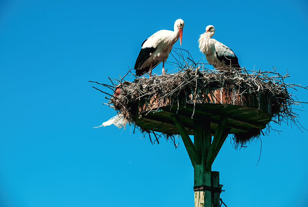 Bursa Leylek Festivali Turu Günübirlik İstanbul Çıkışlı
