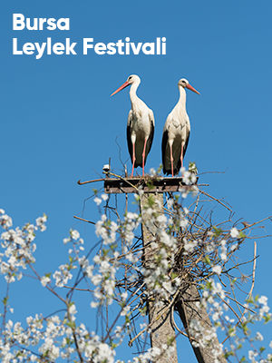 Bursa Leylek Festivali Turu Günübirlik İstanbul Çıkışlı