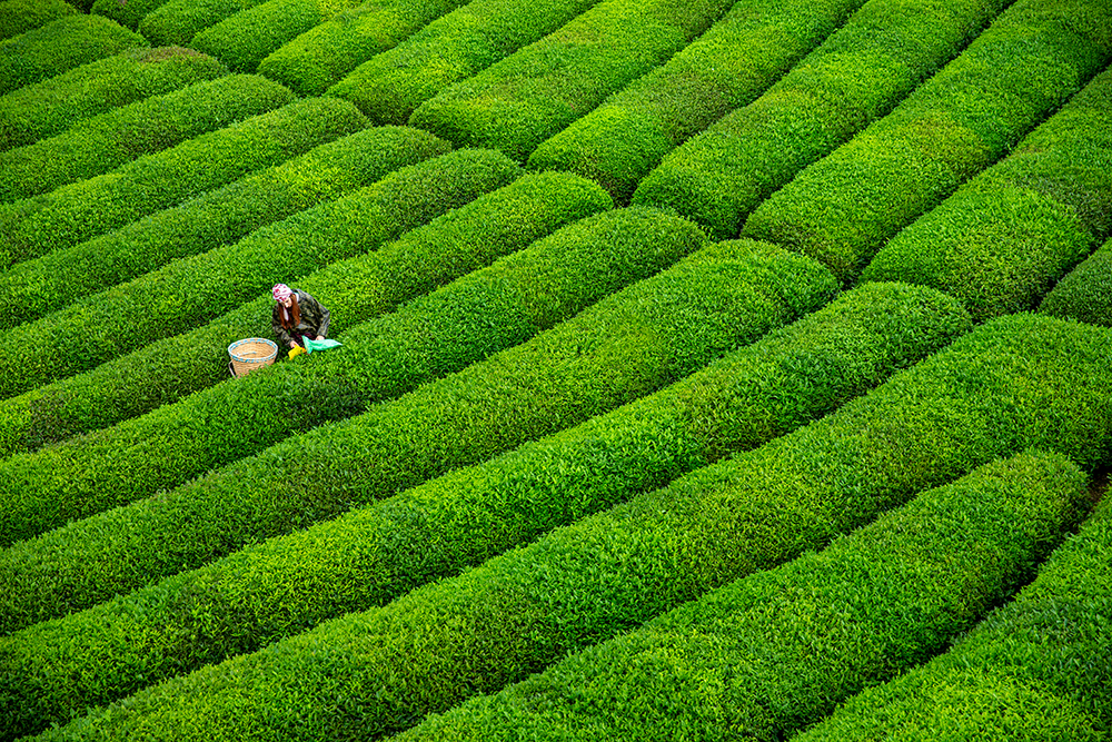 Karadeniz Yaylalar ve Batum Turu 4 Gece Otel Konaklamalı Edirne Tekirdağ Lüleburgaz Çıkışlı