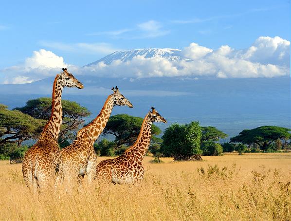 Elegant Kenya & Tanzanya Büyük Göç Thy İle 9 Gece